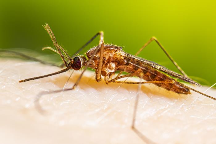 A female Anopheles quadrimaculatus mosquito resting on a person’s skin after sucking blood.