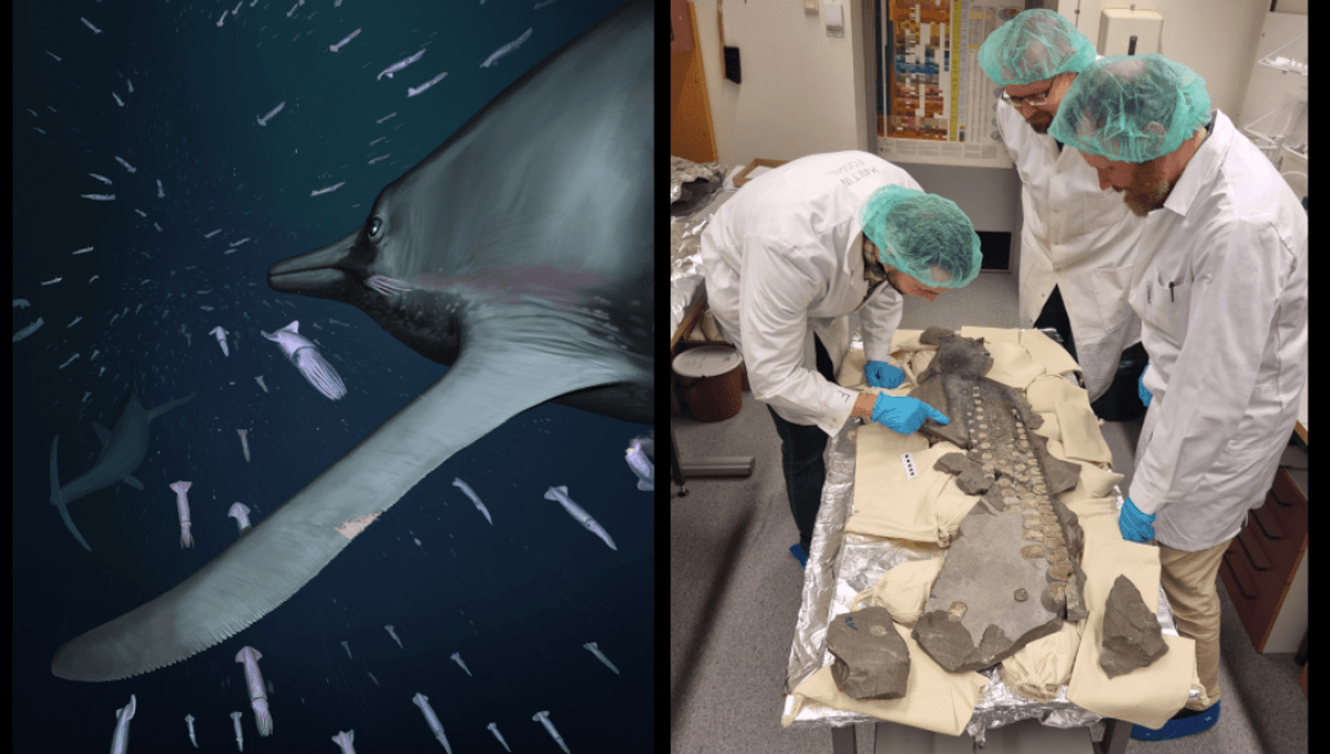 First-Ever Giant Ichthyosaur Soft Tissue Fossil Reveals They Were “Silent Swimmers” That Ambushed Their Prey