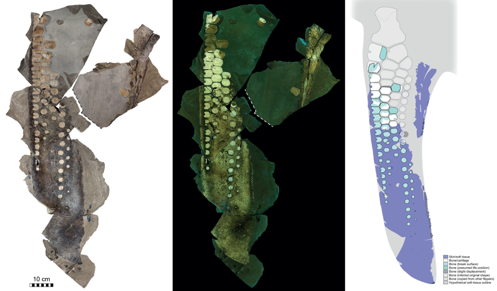 “I Was once Shocked Into Silence”: 183-Million-12 months-Previous Fossil Incorporates First-Ever Massive Ichthyosaur Comfortable Tissues