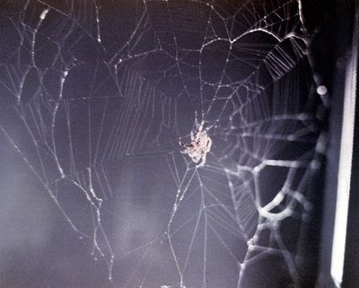 Arabella And Anita: Two Spiders Sent To Space In NASA's Web