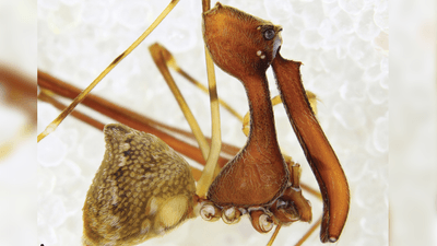 New species of pelican spider showing the unusual head and "neck"