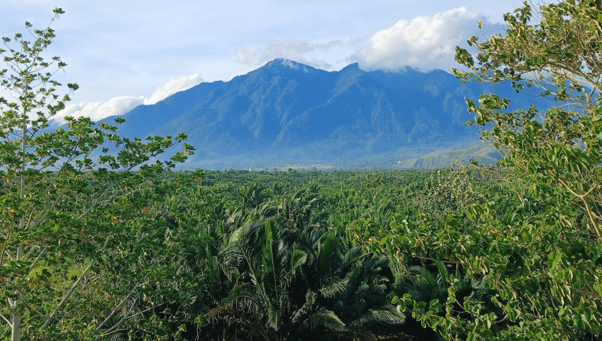 Cyclops Mountains: These Indonesian Peaks Are Home To Some Seriously Strange Wildlife