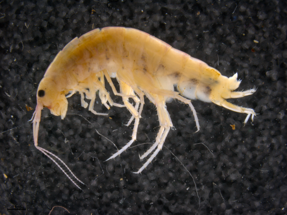 A Shrimp That Lives In A Tree? Indonesia’s Cyclops Mountains Are House To Some Severely Abnormal Natural world