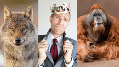 left to right: a male gray wolf; a cocky businessman wearing a plastic crown; a male orangutan