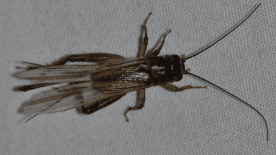 Large cricket with long antenna and clear wings.