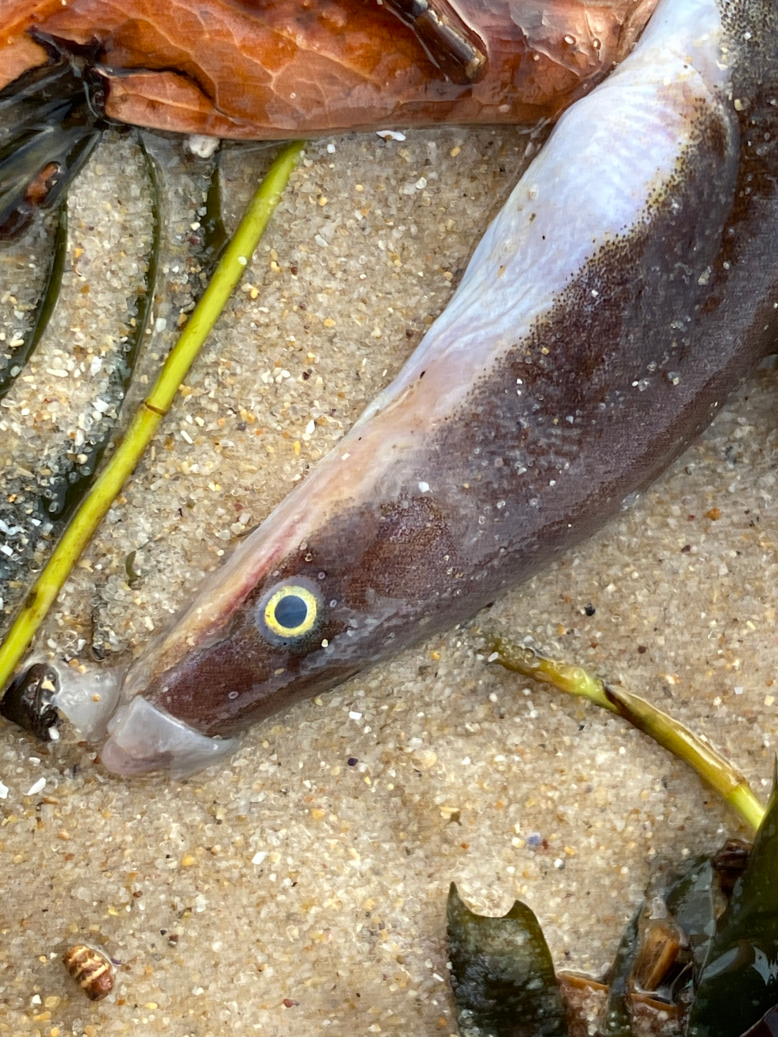 The consequences have reached Adelaide, for example this Longfinned wormeel found on Seacliff Beach