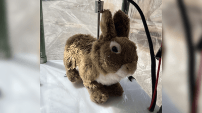 robot bunny