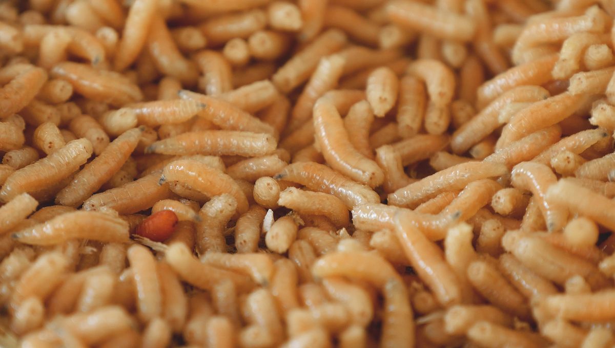 Why Are Neanderthal Remains So High In Nitrogen? They May Have Been Munching On Maggots | IFLScience