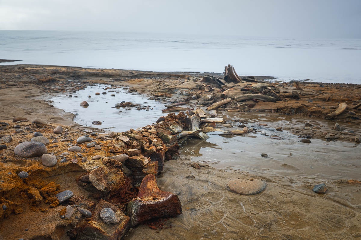 A whale skeleton on a island in Russia.