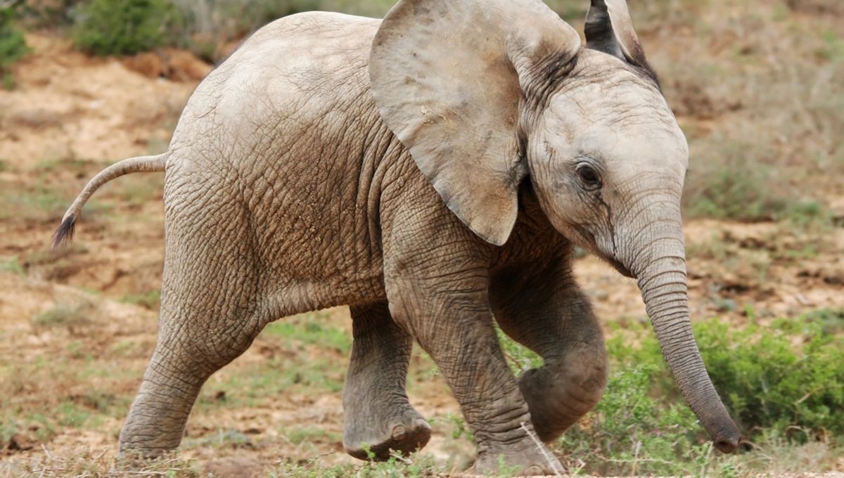 “International’s Rarest Elephant”: Meet Motty, The Most effective Identified Elephant Hybrid