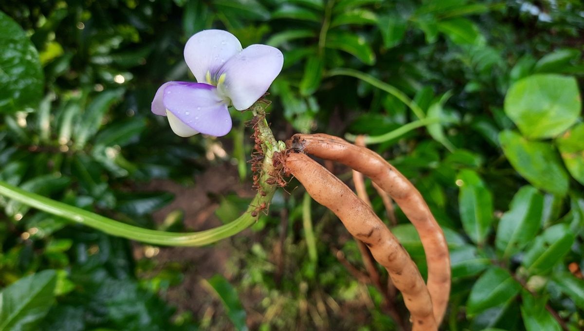 The Surprising Connection Between Black-Eyed Peas and Cancer Treatment You Won't Believe!