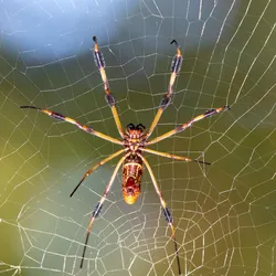 Trichonephila Clavipes: The Spider That Spins "Golden" Silk | IFLScience