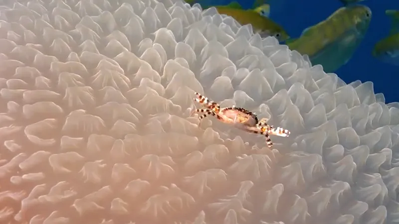 A small brown and orange crab on top of a pale pink textured jellyfish.