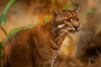 A beautiful dark golden medium sized cat sits looking to the right of the camera. The color is more spotted and white under the chin and along the chest.