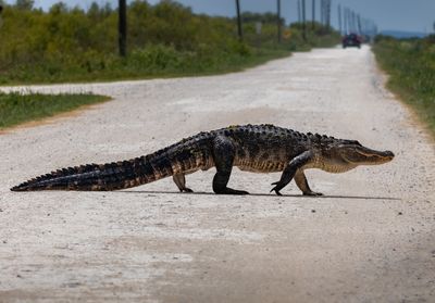 An American alligator walking across a road.