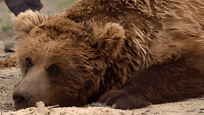 A fluffy brown bear lying on the floor