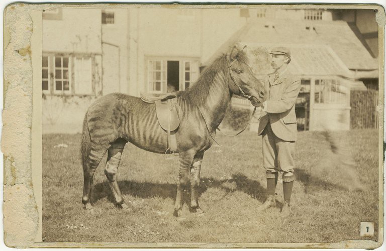 Black-and-white photograph of zoologist James Cossar Ewart (1851-1933) with a cross between a horse and a zebra, circa 1900. 