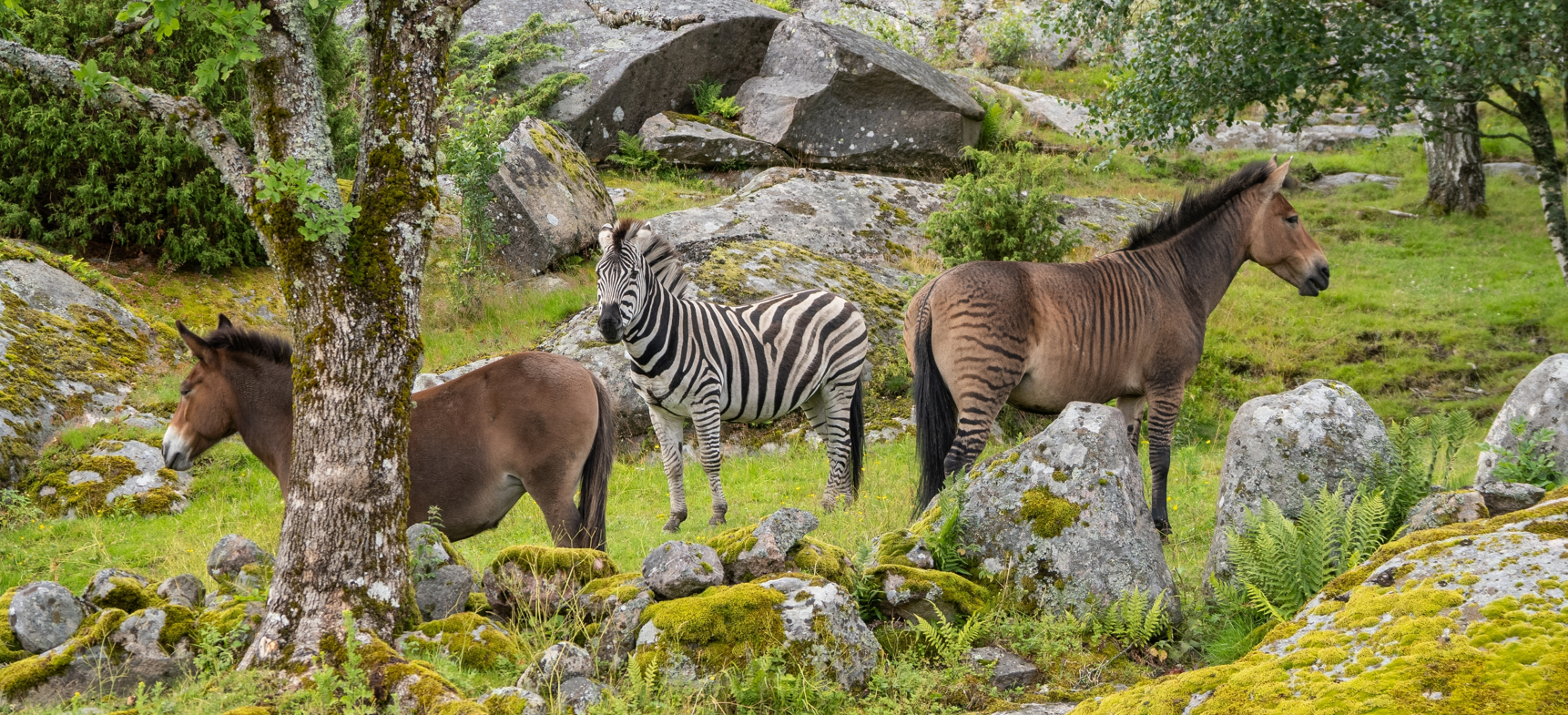 A regular horse, a Zebroid, and a Zebra.