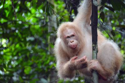 A white orangutan hangs onto a slim tree trunk in the jungle.