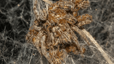 african social spider offspring eating their mother known as matriphagy