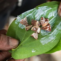 is betel leaf tobacco Humans Were Buzzing On Psychoactive Betel Nuts 4,000 Years Ago