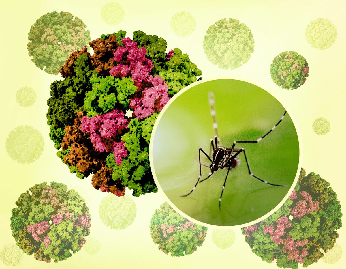 Chikungunya Virus Is Spreading In China: As CDC Considers Travel Advisory, Here’s What To Know