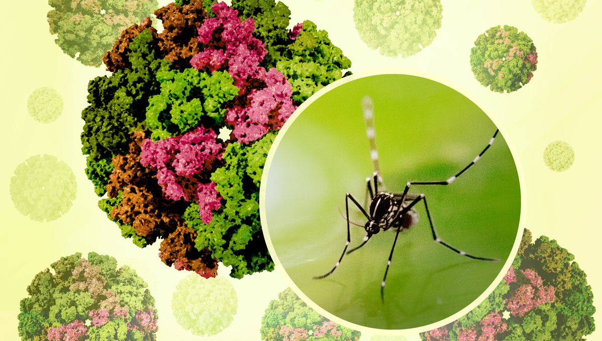 Chikungunya Virus Is Spreading In China: As CDC Considers Travel Advisory, Here’s What To Know