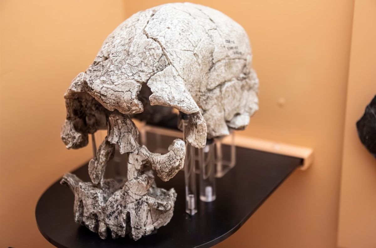 Prehistoric Humans Began Eating Tubers 700,000 Years Before Our Teeth Evolved To Do So