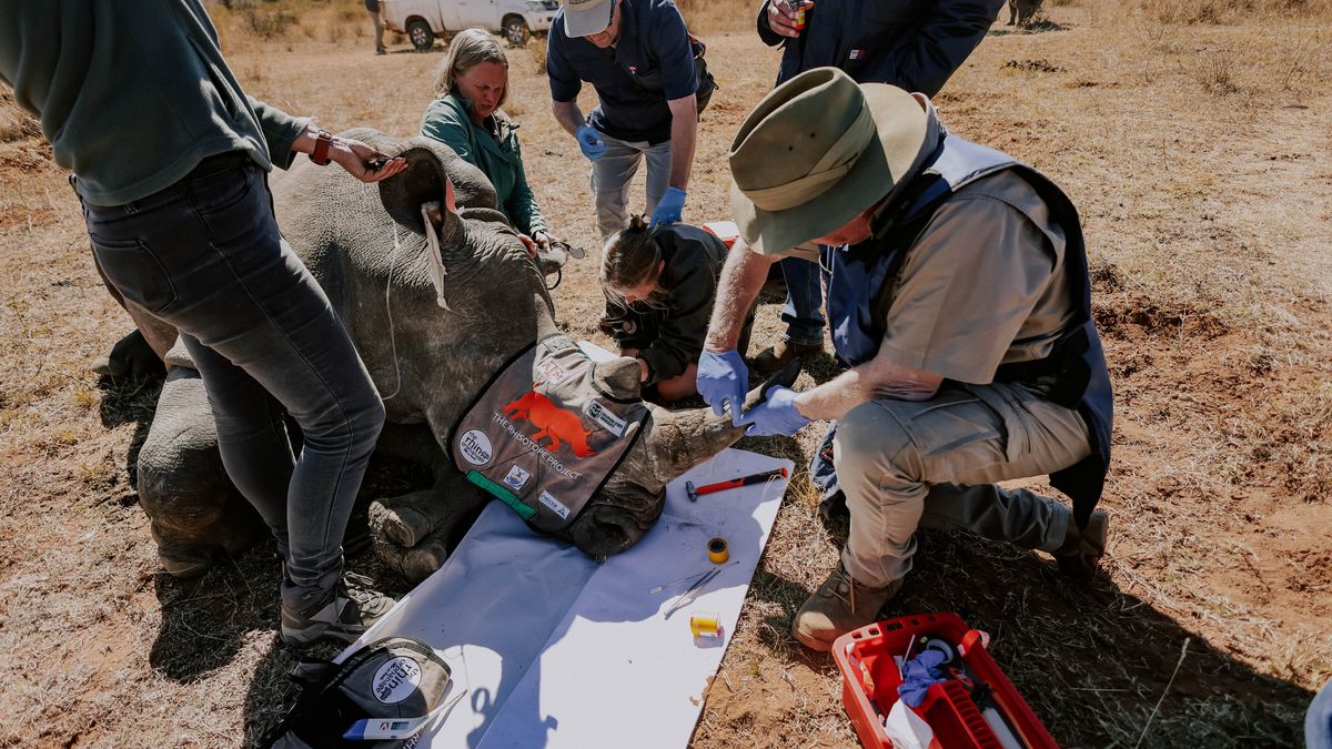 Rhino Horns Go Radioactive As Anti-Poaching Project Gets Off The Ground