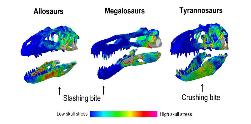 T-rex's jaws were as fearsome as their reputation, while some other giant theropods bit with less force and filled their prey in other ways 