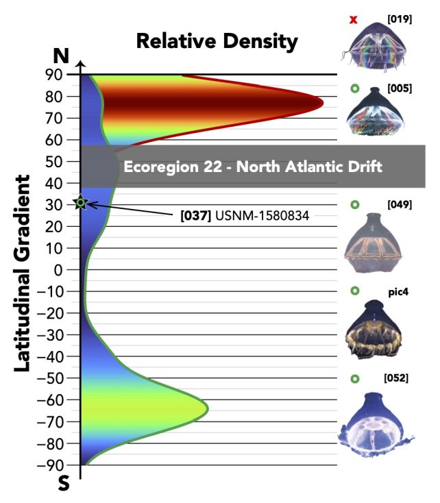 Over 120 years of data suggests knobless jellyfish are never found below the 47°N latitude.