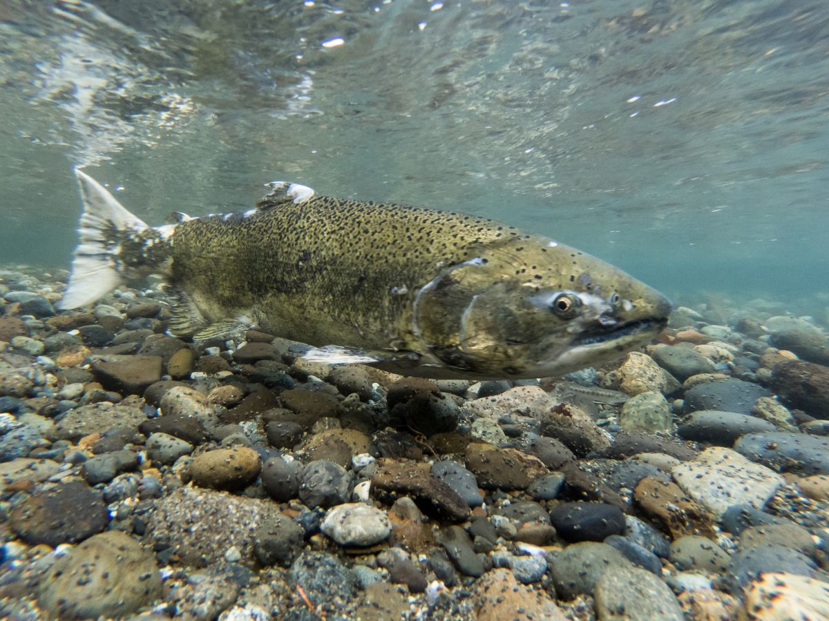 For First Time In Decades, Winter-Run Chinook Salmon Spotted In Upstream Californian River