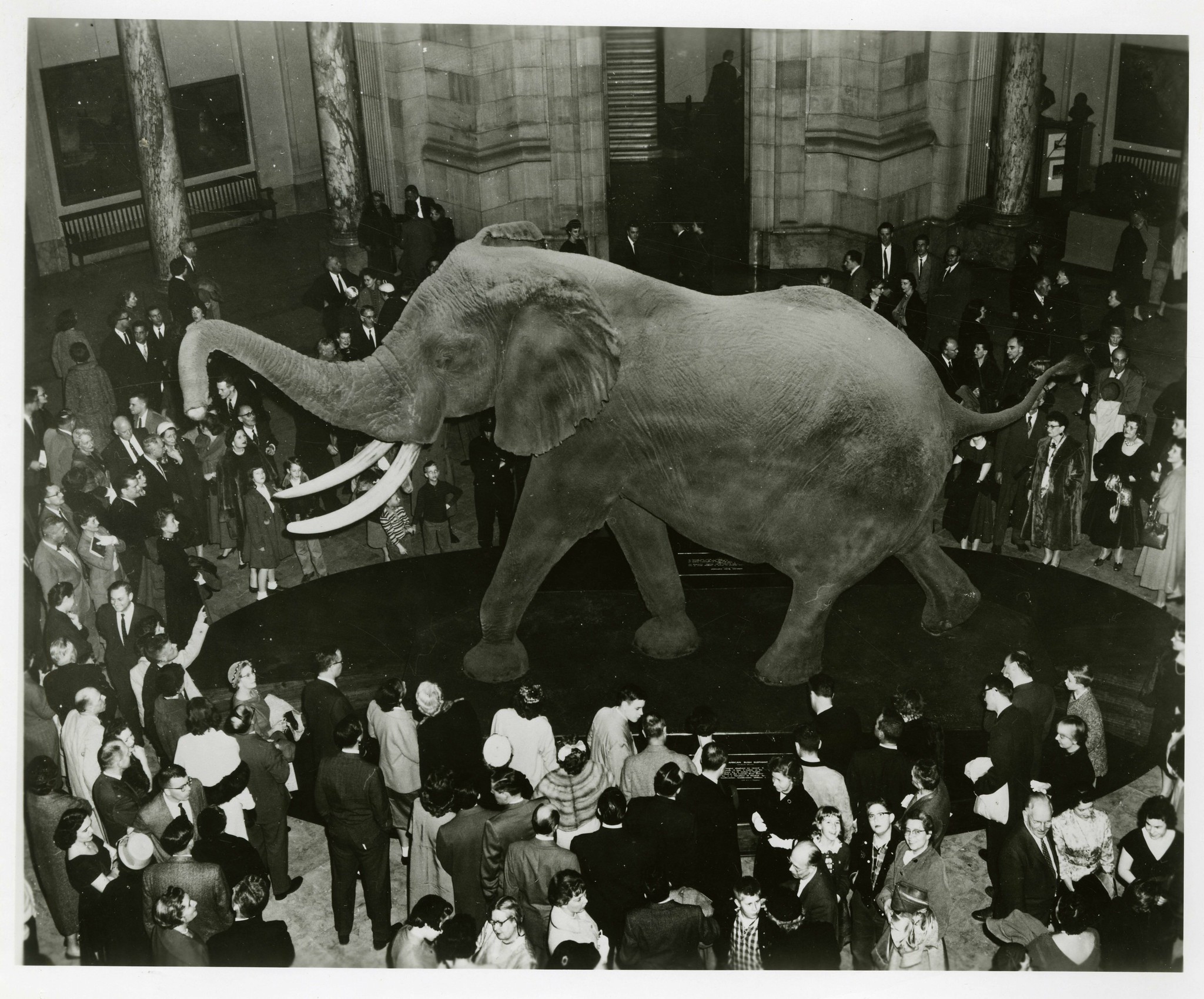 Unveiling of "Henry the Elephant" at the Smithsonian's National Museum of Natural History in March 1959.