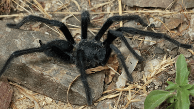 Big black tarantula species with long legs and a hairy body.
