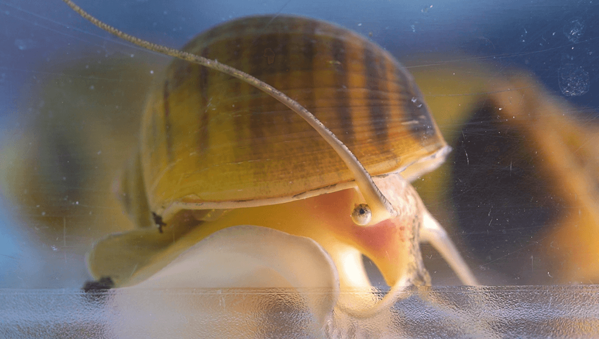 Apple Snail Eye Regeneration