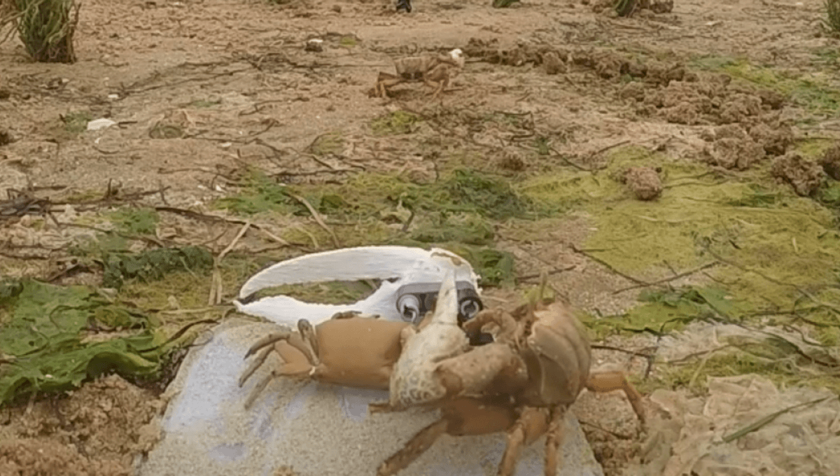 Biomimetic Crab Robot Called “Wavy Dave” Reveals How Male Fiddler Crabs Respond To Competition