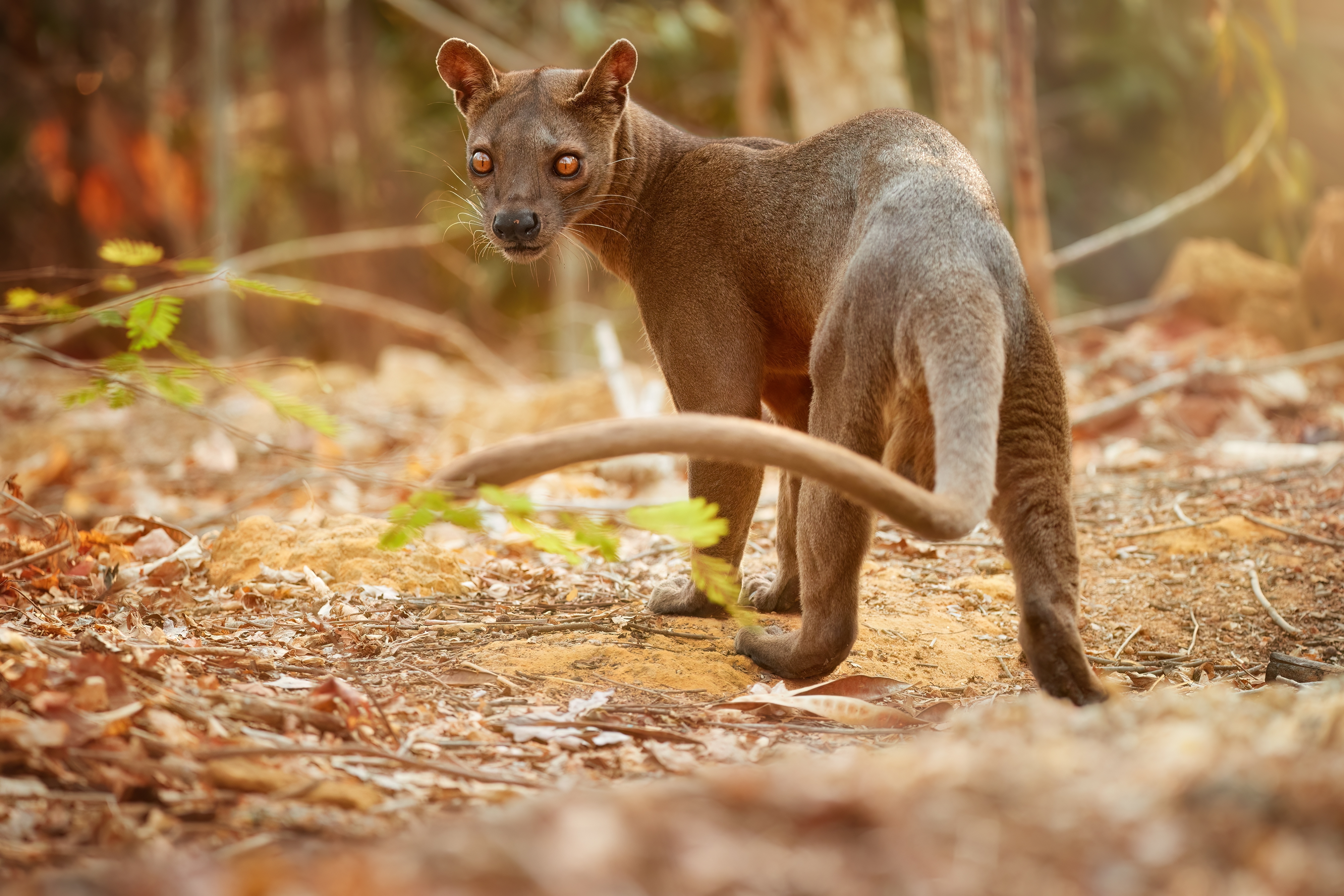 The fossa is the largest mammalian carnivore on Madagascar.