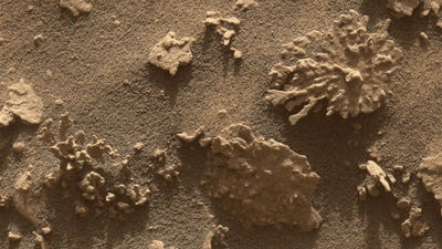 A coral reef shaped rock on Mars.