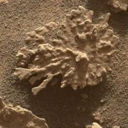 A coral reef shaped rock on Mars.