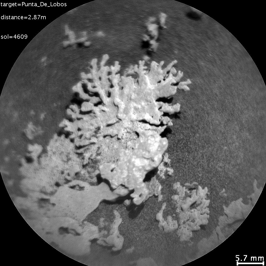 A coral-shaped rock on Mars.