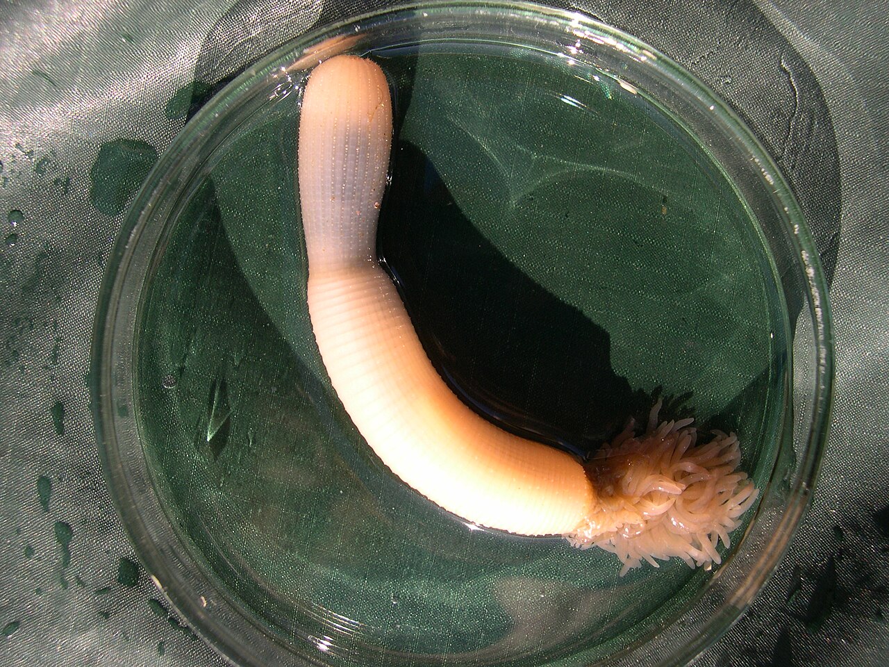 A priapulid or penis worm, species Priapulus caudatus, in a Petri dish. Best I can do is: it looks somebody tried to make their own dildo by filling a condom with spaghetti.