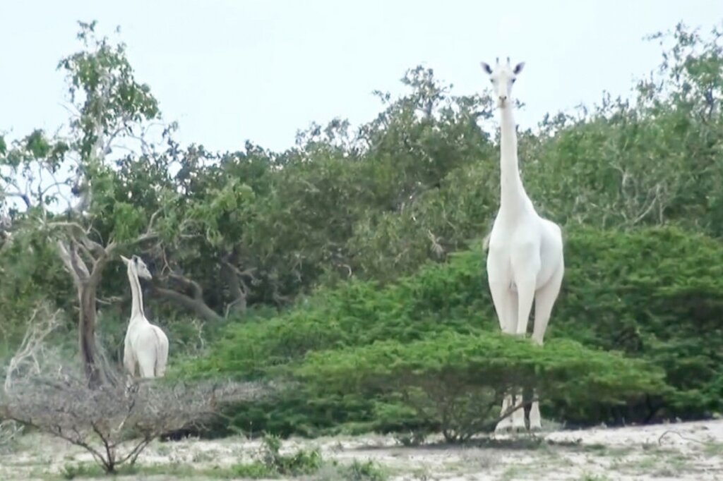 An image by the Ishaqbini Hirola Community Conservancy shows the rare white giraffe and her calf in Kenya
