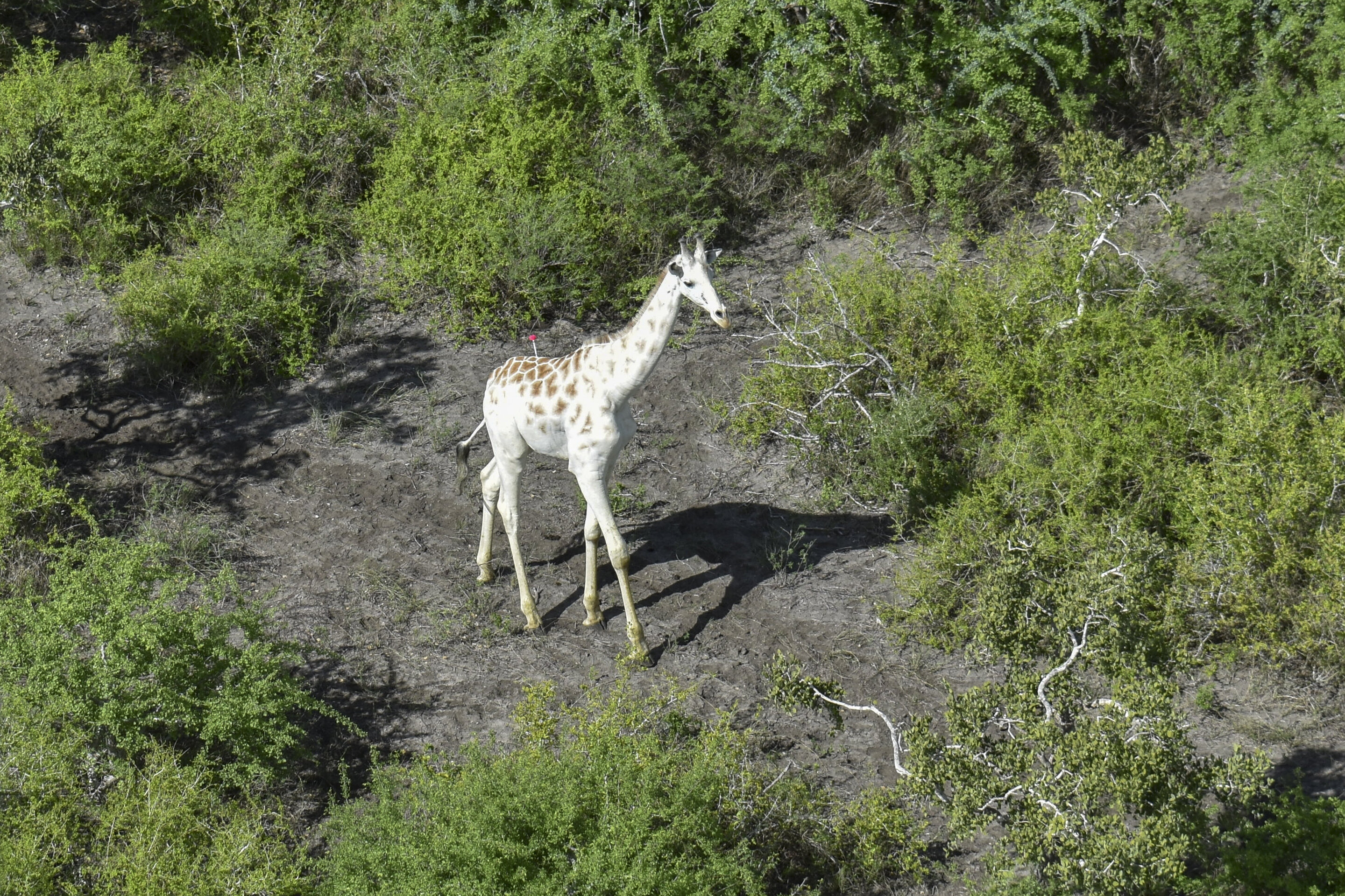 An aerial photo of the white male giraffe walking through trees. In his back a red tranquilizer dart can be seen