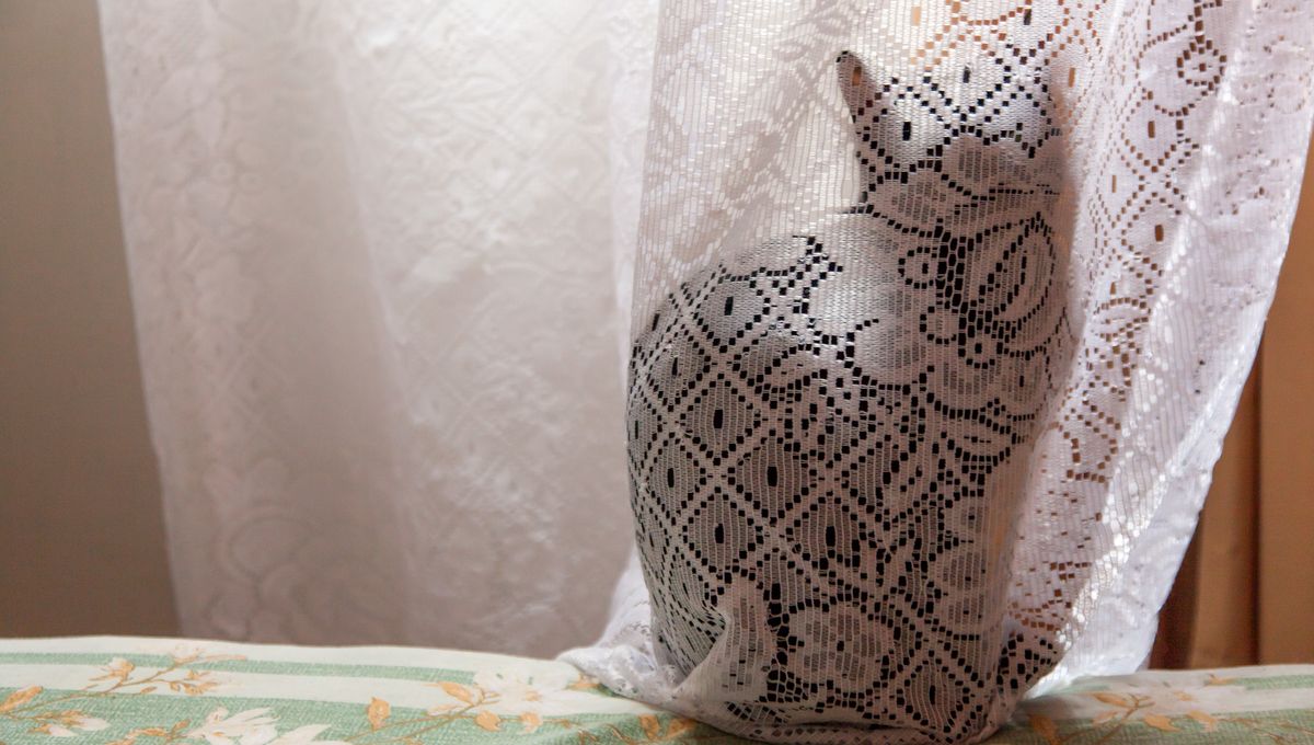 Quantum “Schrödinger’s Cat” Survives For Mind-Blowing 23 Minutes In Record-Breaking Experiment