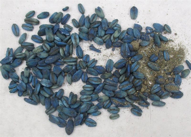 A close up photo of a load of rat poison on a white surface. The poison looks like a handful of grain that has been dyed a deep blue colour.