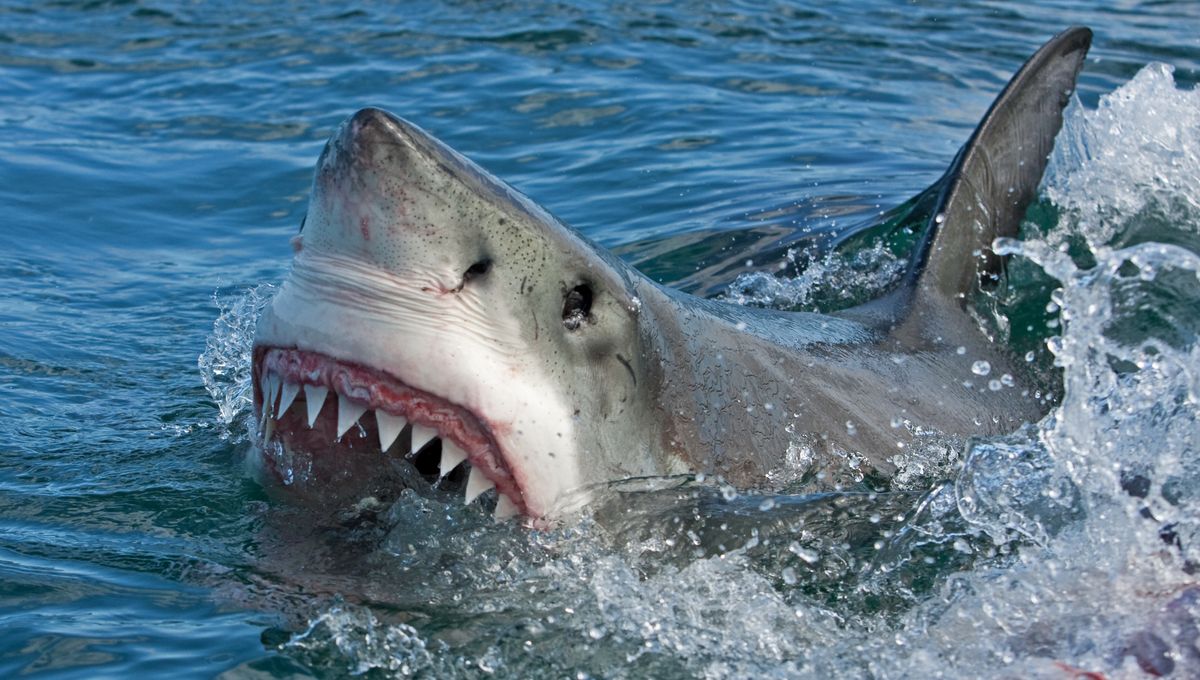 Decades Old Mystery About Great White Sharks Just Got Even Stranger As Scientists Admit “We Have No Idea”