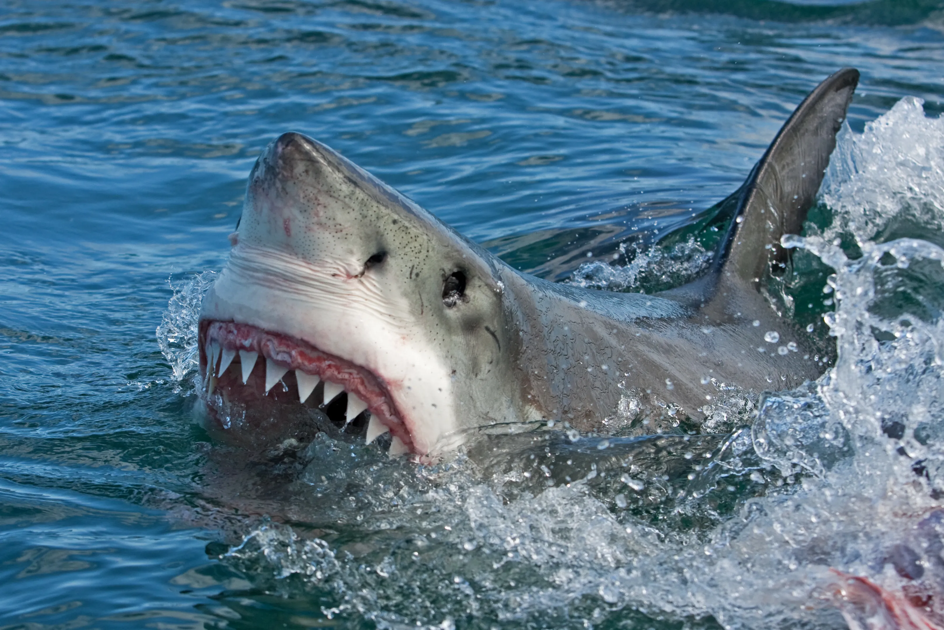 Decades Old Mystery About Great White Sharks Just Got Even Stranger As  Scientists Admit "We Have No Idea" | IFLScience