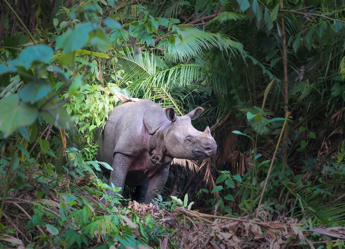 Javan Rhinos Creep Ever Closer To Extinction – Now Just 50 Remain