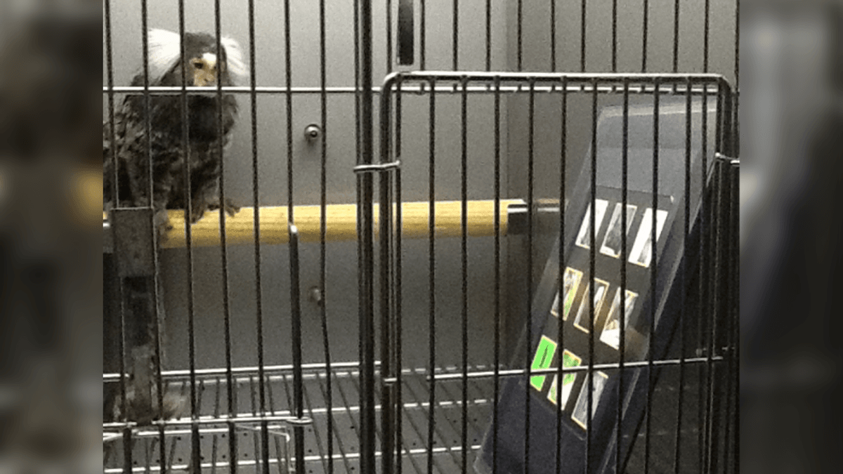 Addicted To Screens? You’re Not Alone – Now Marmosets Might Be Too