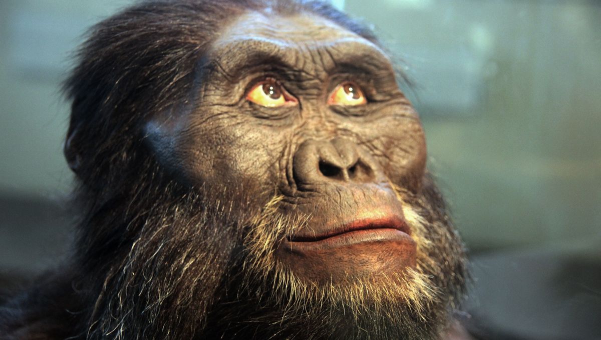 New Species Of Australopithecus Lived Alongside The Oldest Known Homo Over 2.6 Million Years Ago